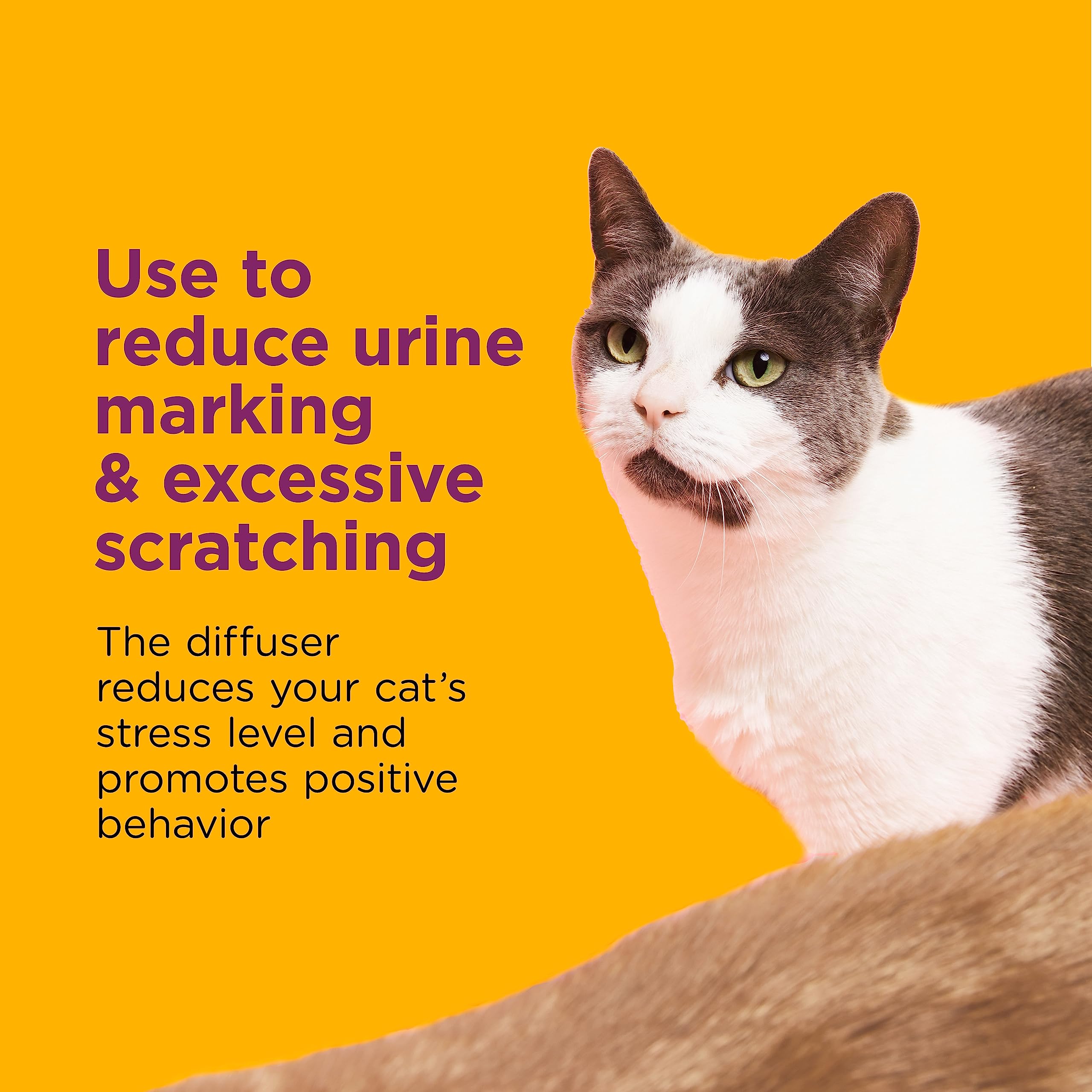 Comfort Zone Cat Calming Pheromone bottle supports a soothing environment.
