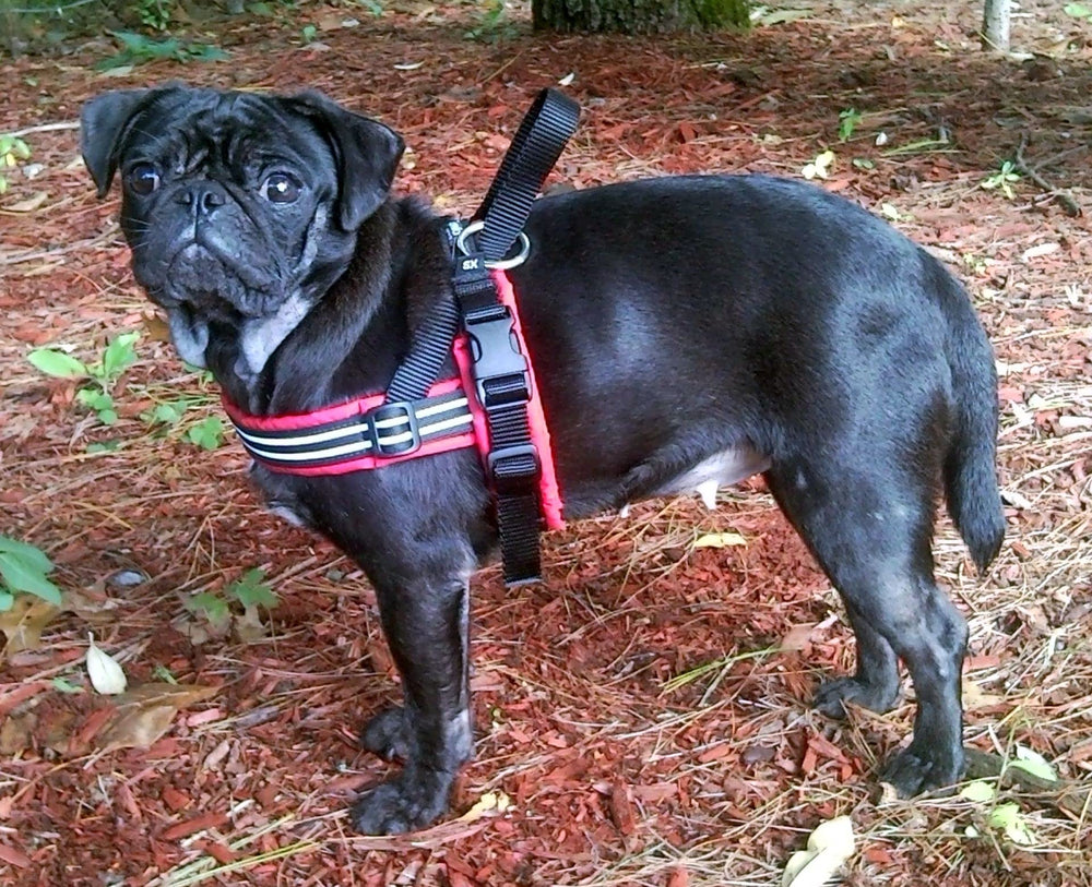 ComfortFlex Sport adjustable harness ensuring secure fit for medium dogs