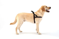 ComfortFlex Sport Harness reflective webbing boosts visibility for low-light evening walks.