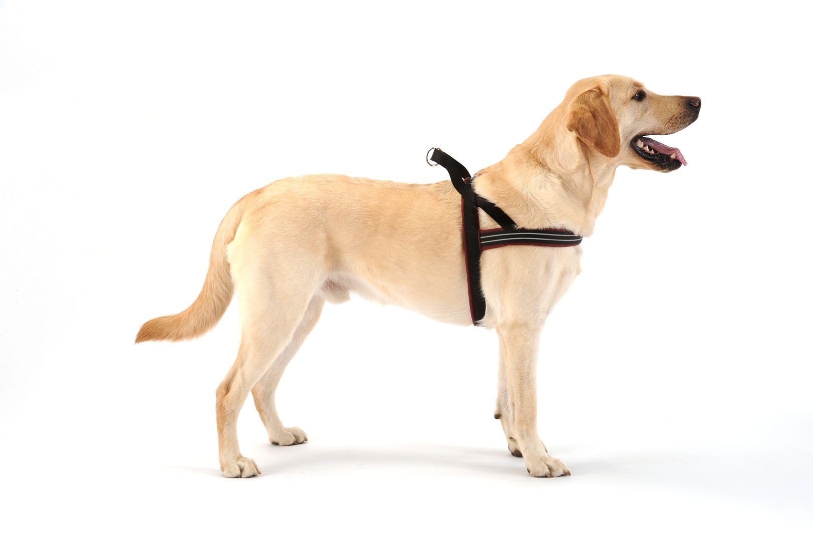 ComfortFlex Sport Harness is lightweight and quick-drying for everyday active wear.
