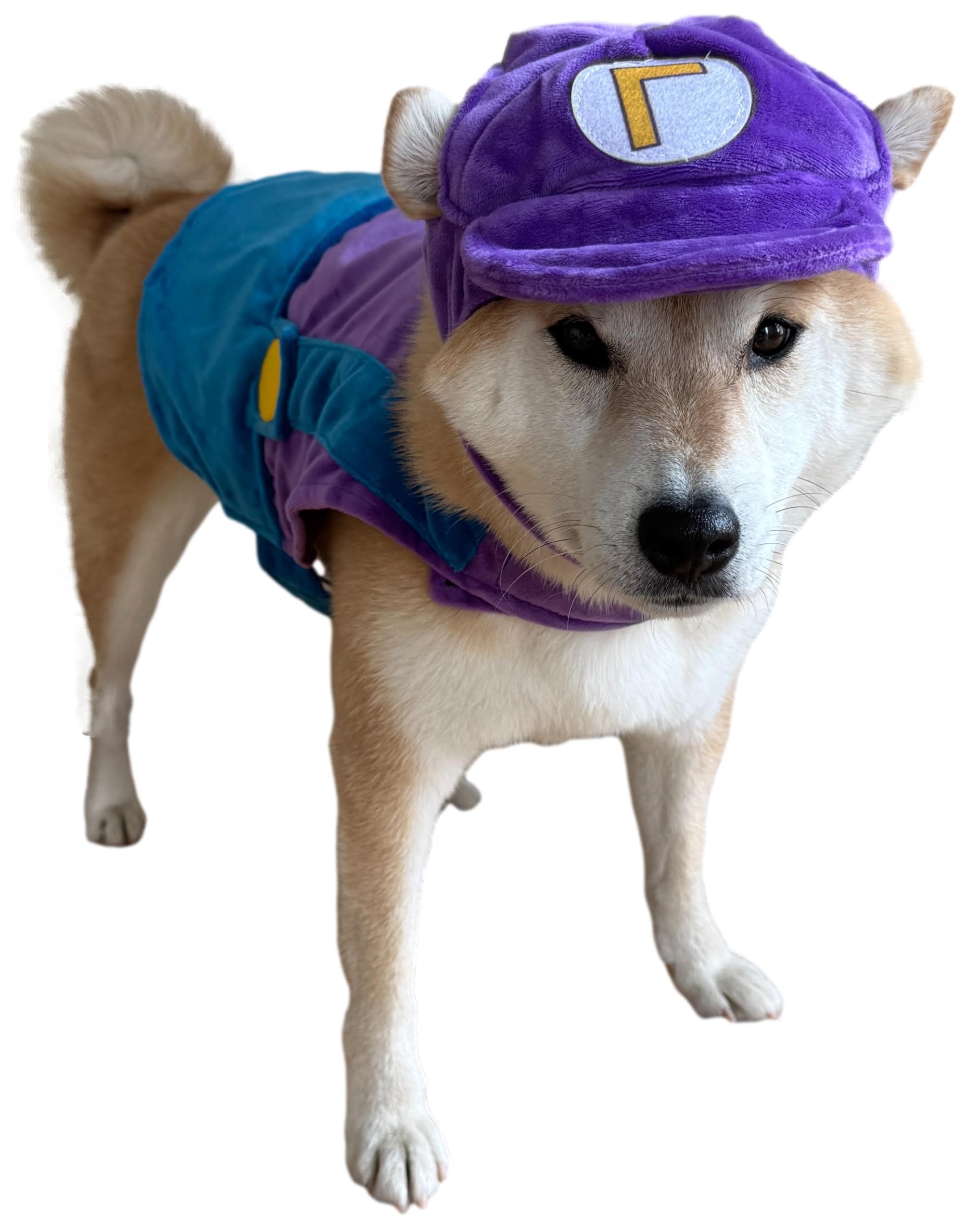 ComfyCamper holiday outfit dog costume assembly purple-blue ready for parties.