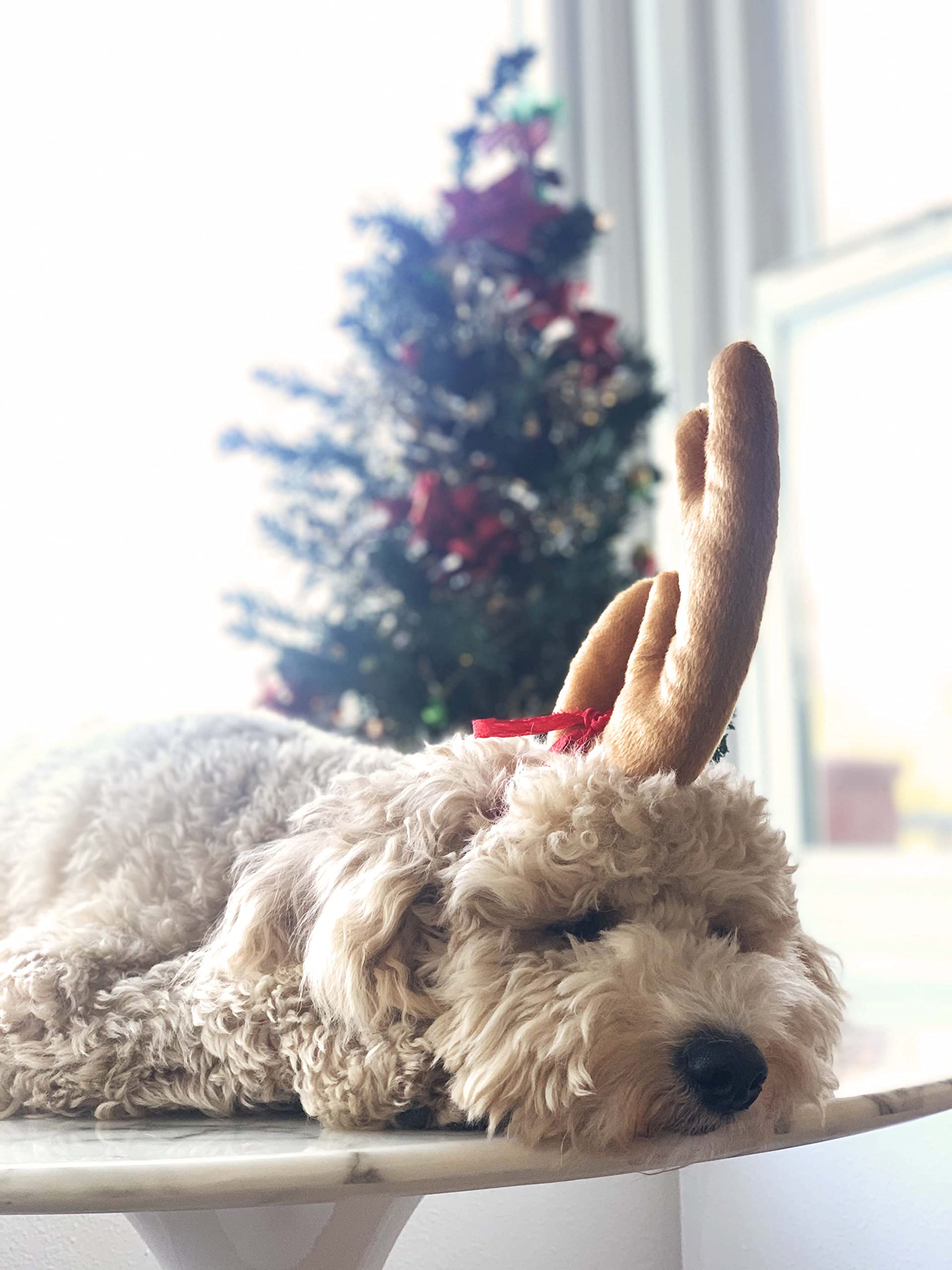 ComfyCamper Reindeer Antler Headband on cat demonstrates versatile wear