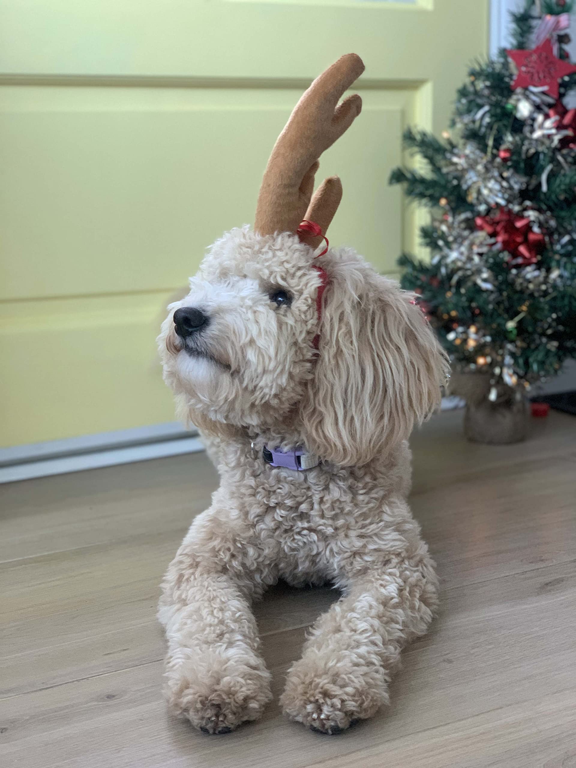 ComfyCamper Reindeer Antler Headband worn by a dog during holidays.