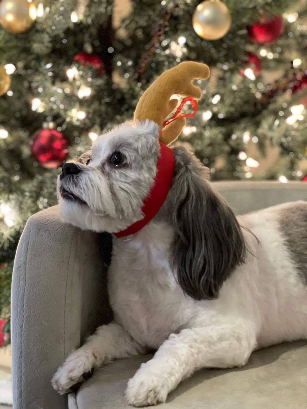 ComfyCamper Reindeer Antler Headband on dog shows festive styling