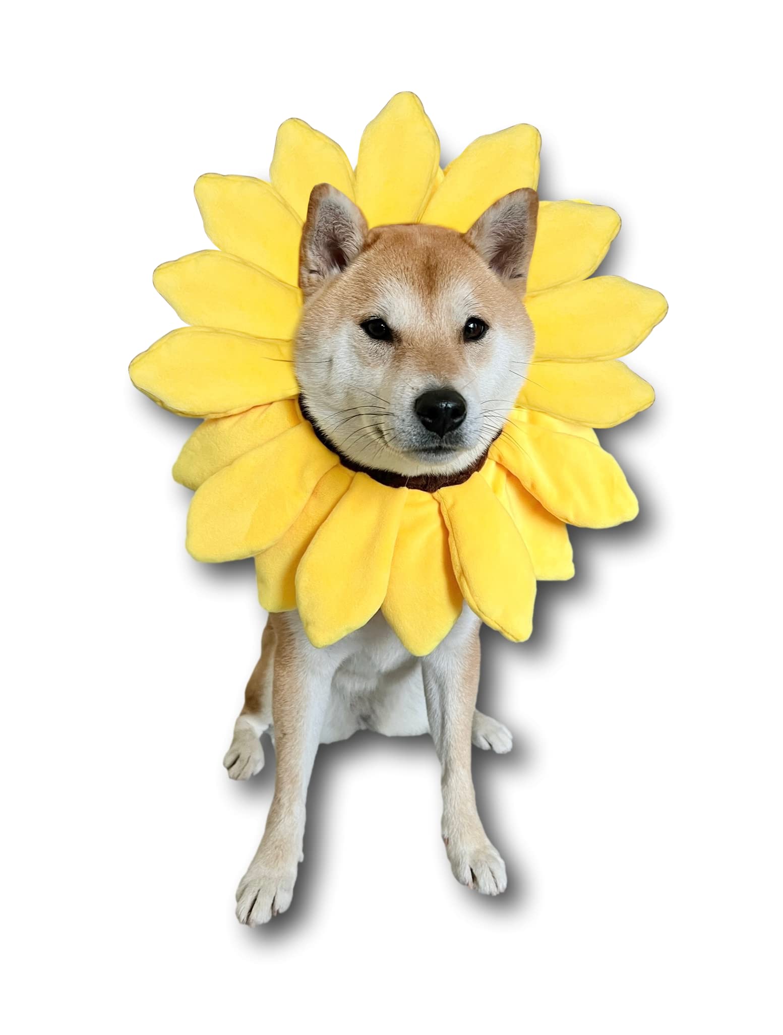 ComfyCamper sunflower dog headband close-up showing vibrant petals for cute photos.