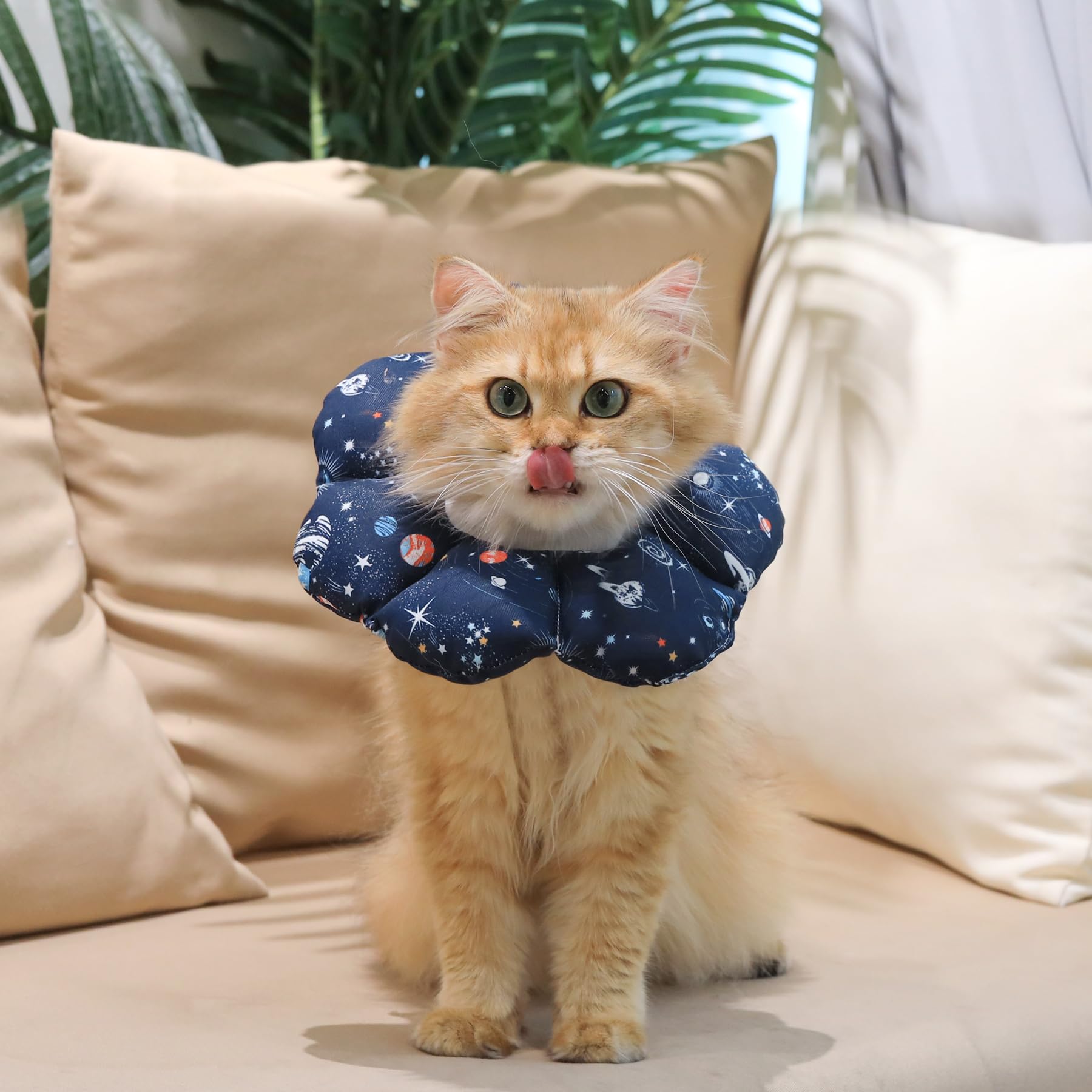 Collar ComSaf para gato con visión clara y sin obstrucciones.