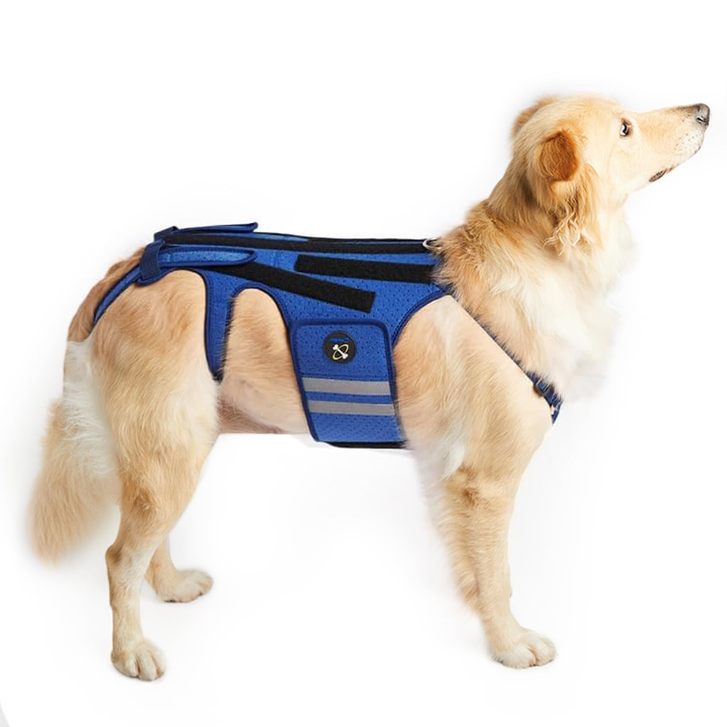 Coodeo dog back brace with eight-strip support for better spine comfort on walks