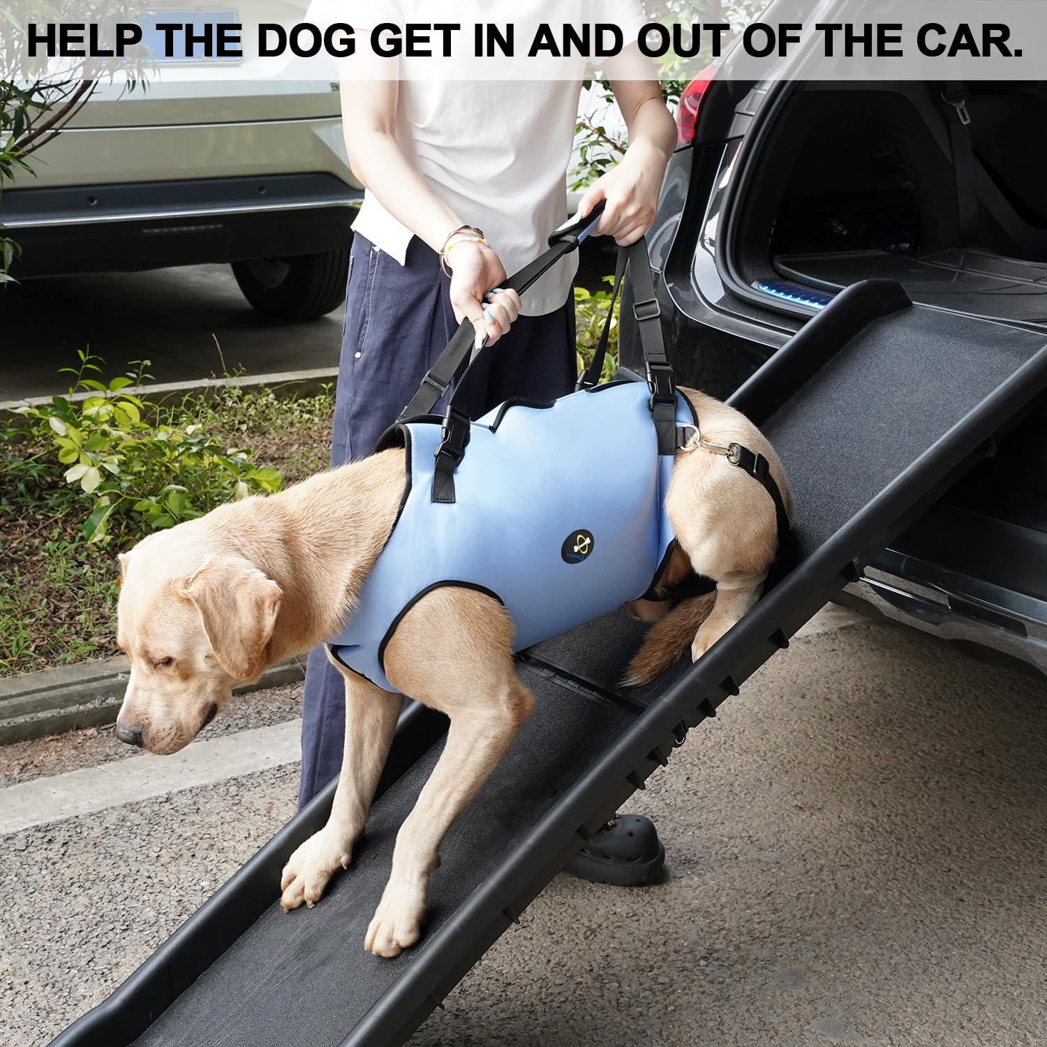 Coodeo dog lift harness used during walks supports steady movement.