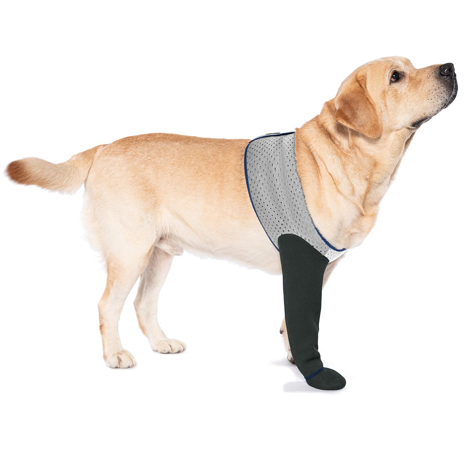 Coodeo dog socks anti licking paws show protective paw coverage benefiting healing