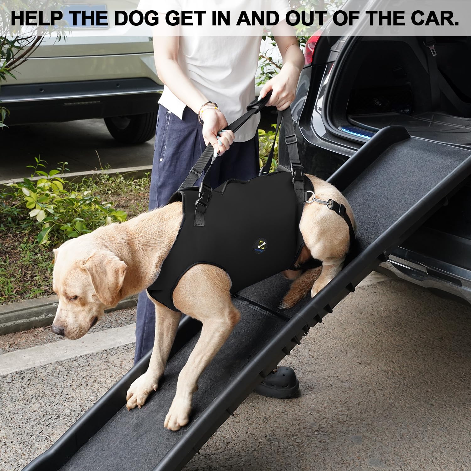 Coodeo dog walking with harness helps stairs and mobility.