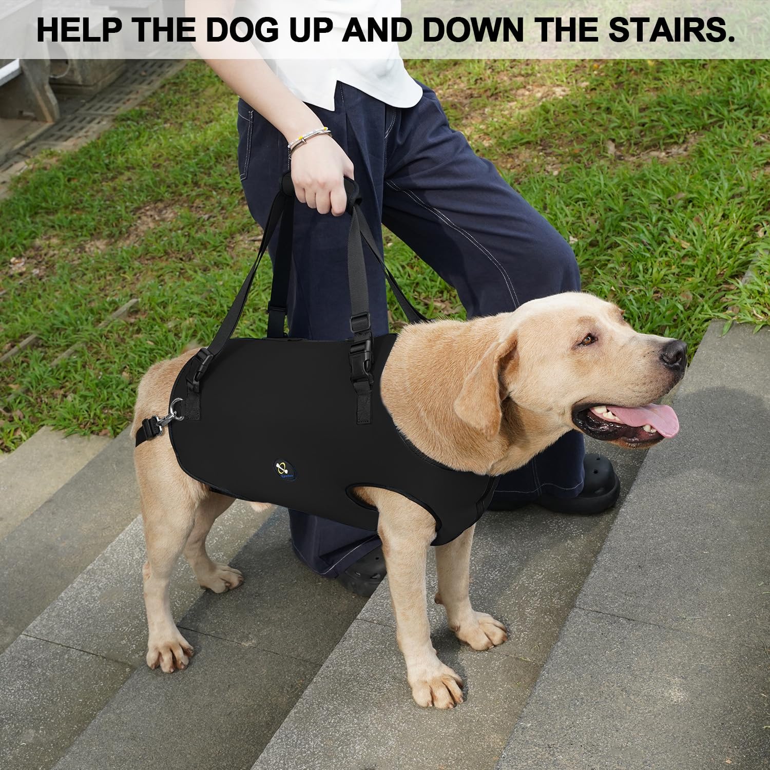 Coodeo dog lift harness belt adjustment demonstrates secure fit for varied heights.