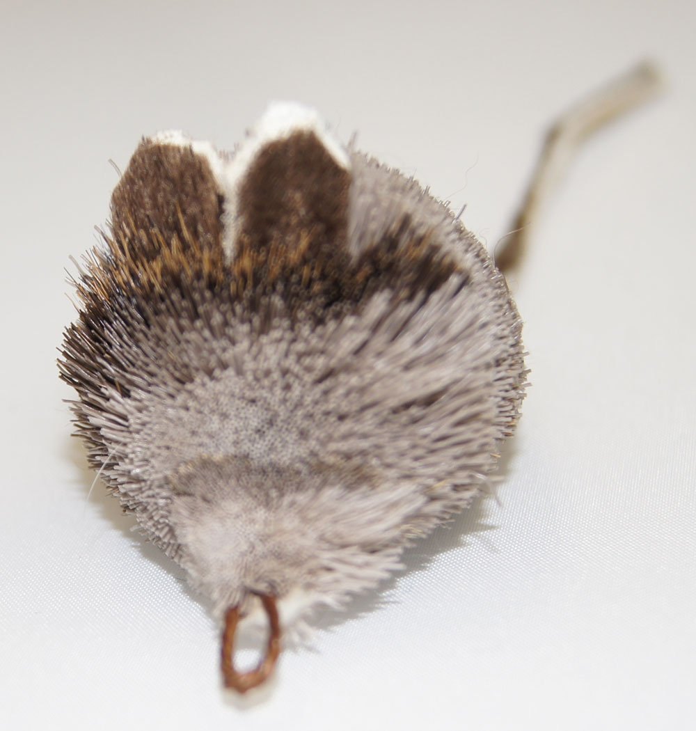 CoolCyberCats mice play session highlights engaging, safe interactive hunting-inspired fun.