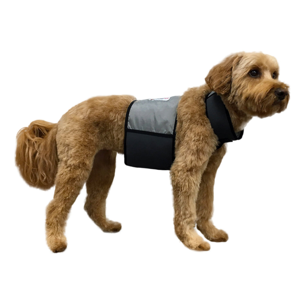 CoolerDog cooling vest on a dog during a sunny walk supports heat management.