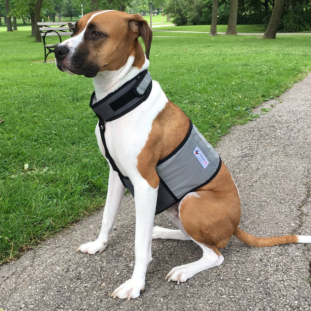 CoolerDog gear supports dogs during hot weather, exercise, or play.