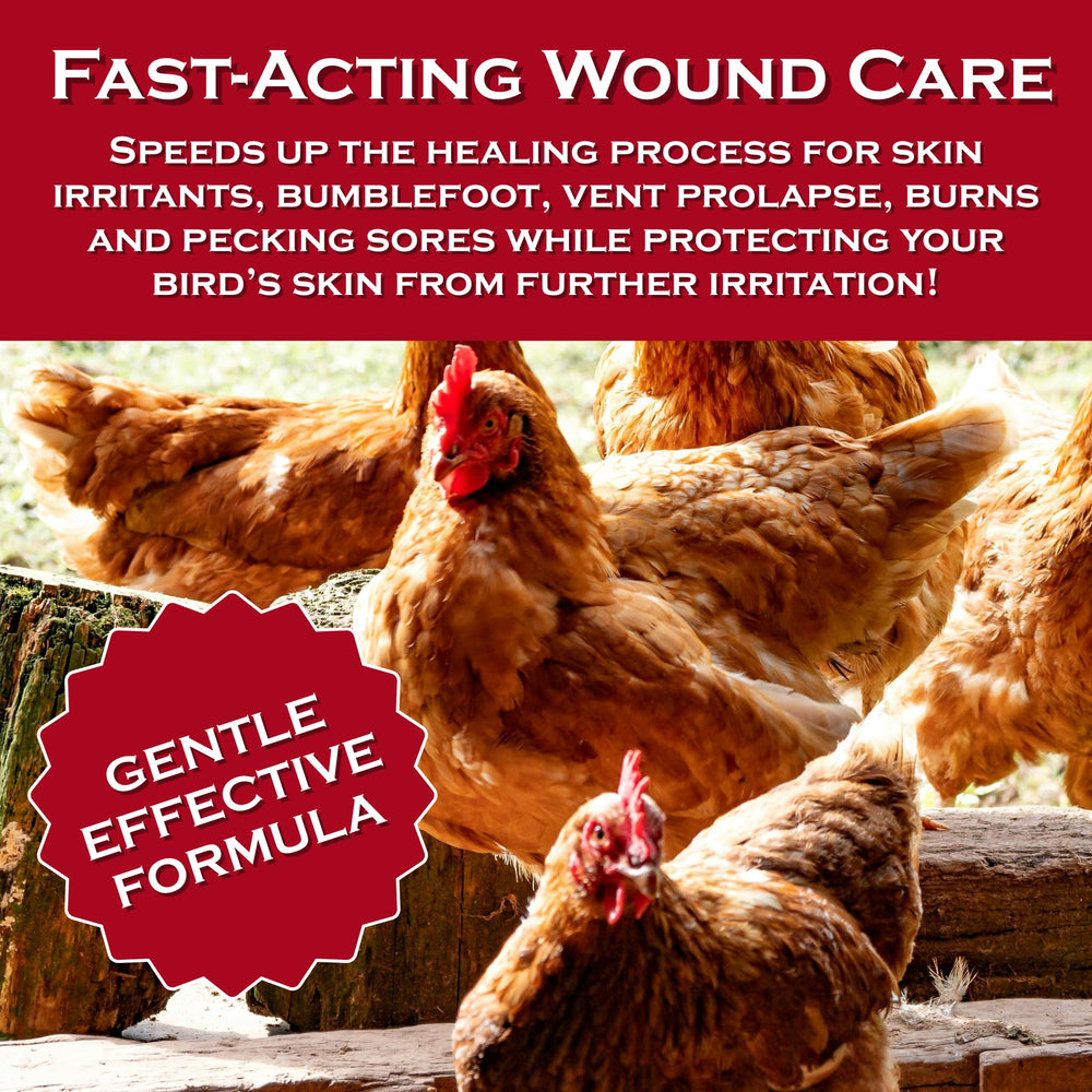 Coop Care Chicken's Choice spray used on a vent area for vent prolapse care