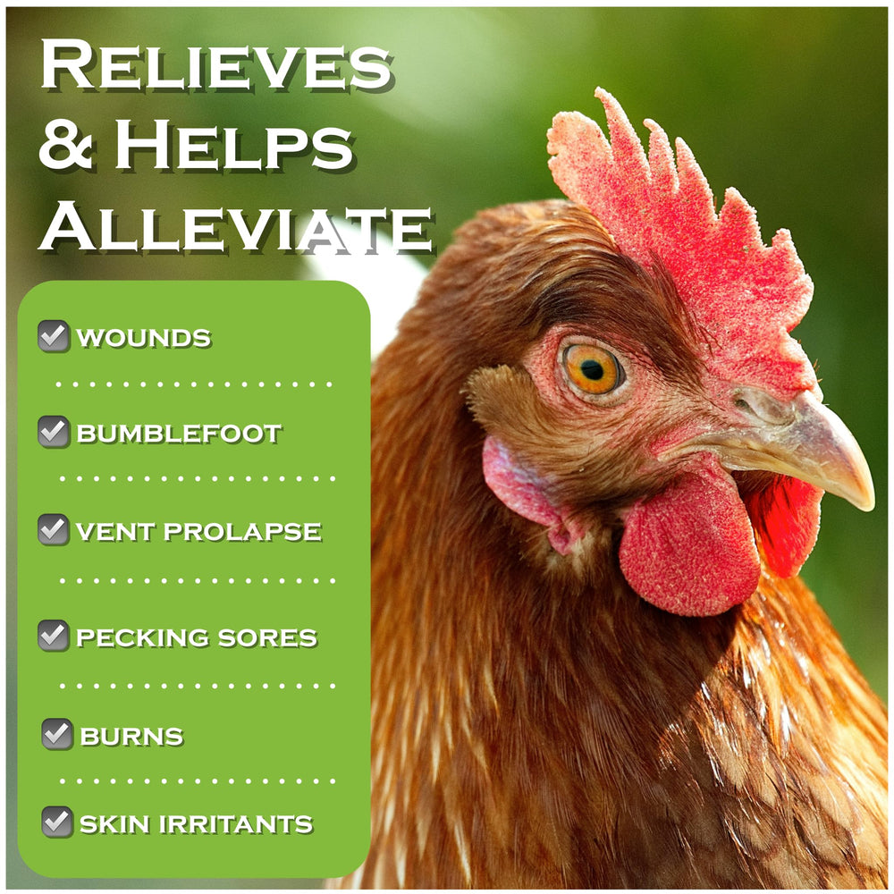 Coop Care Chicken's Choice applied to a chicken for wound care.