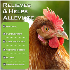 Coop Care Chicken's Choice spray applied to a chicken foot for bumblefoot care