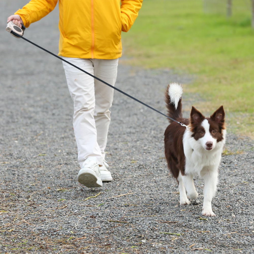 COSOWO small-dogs-leash-upto-30lbs image communicates suitability for small and medium dogs.