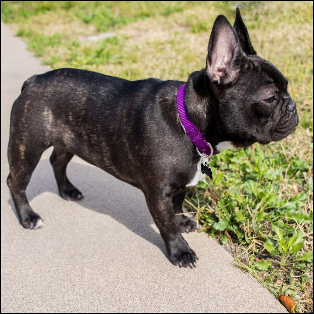 Country Brook Petz collar metal buckle closeup highlights strong hardware for secure leash attachment