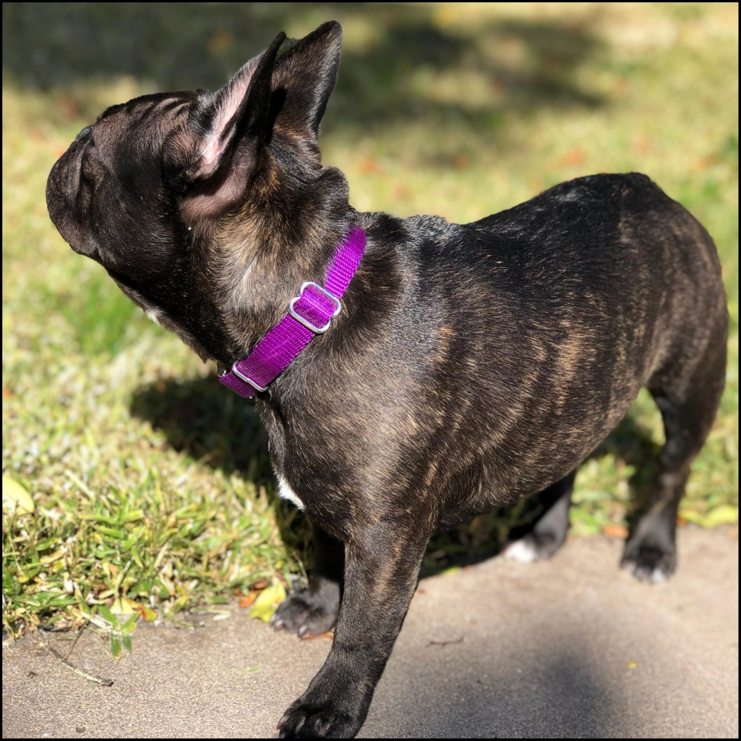 Country Brook Petz collar USA-made stitching highlights craftsmanship