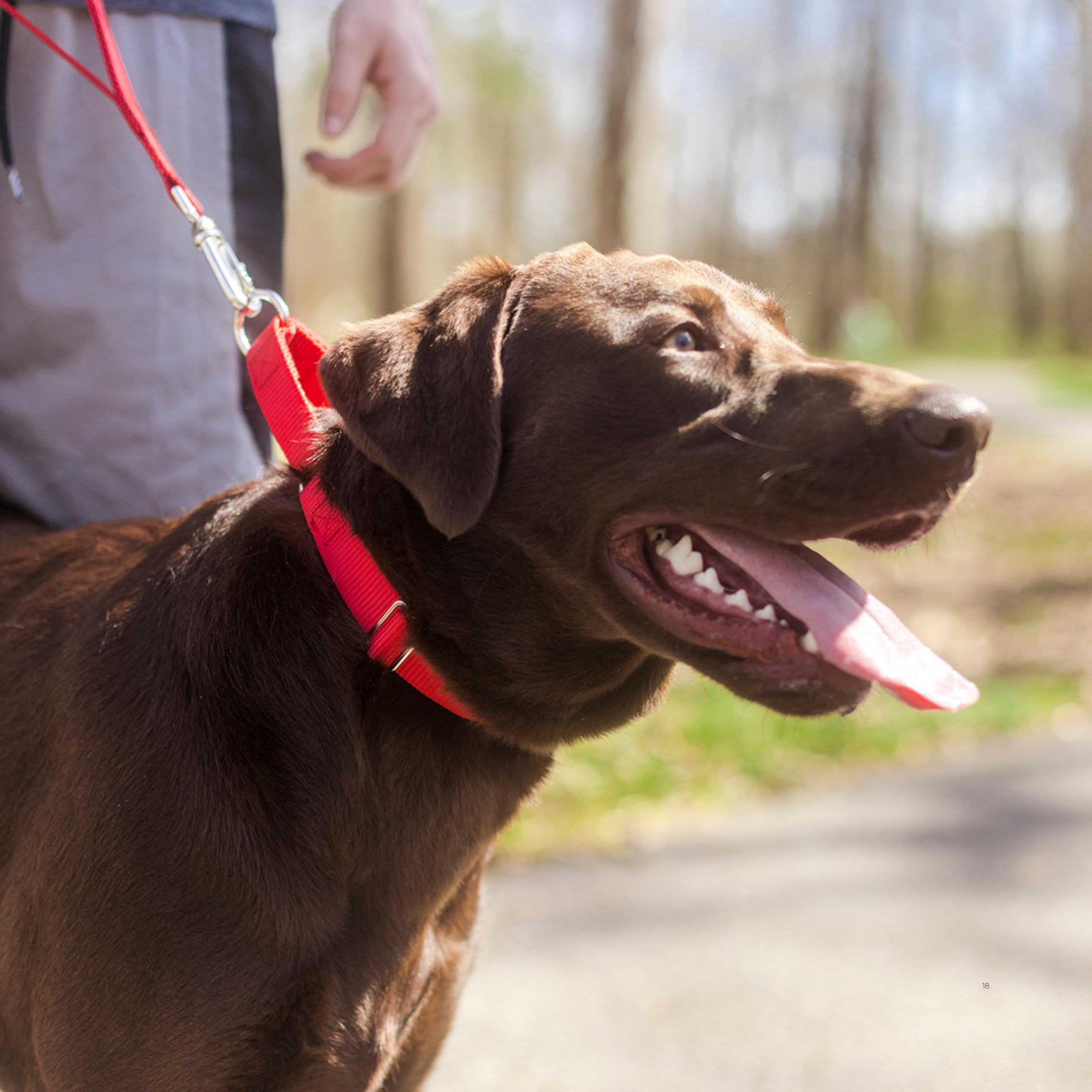 Country Brook Petz martingale collar front view highlights sturdy hardware for daily wear.