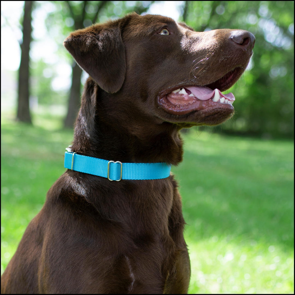 Country Brook Petz Ice Blue collar, side view with silky texture.