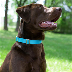 Country Brook Petz Ice Blue collar, side view with silky texture.