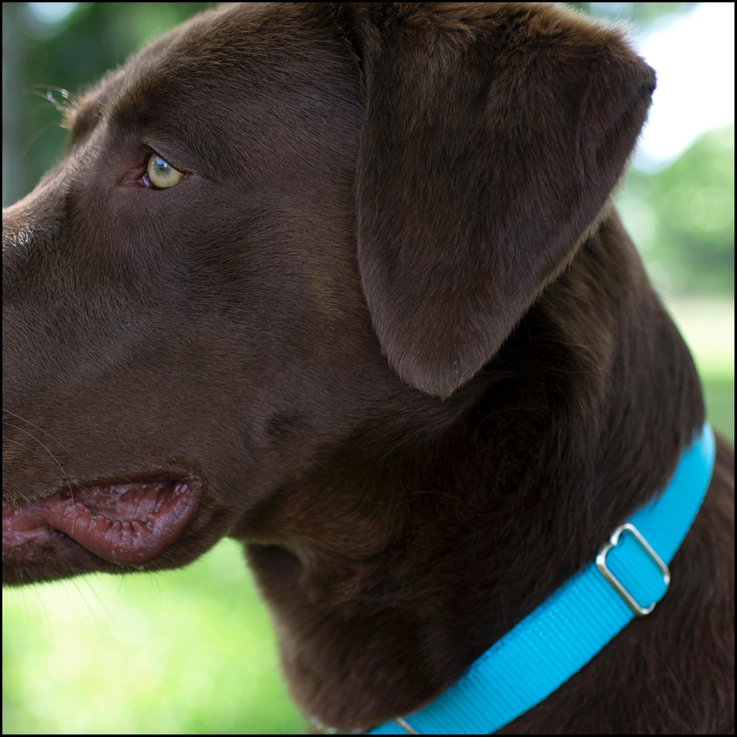 Country Brook Petz collar, metal buckle closeup, secure quick-release.