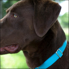 Country Brook Petz collar, metal buckle closeup, secure quick-release.