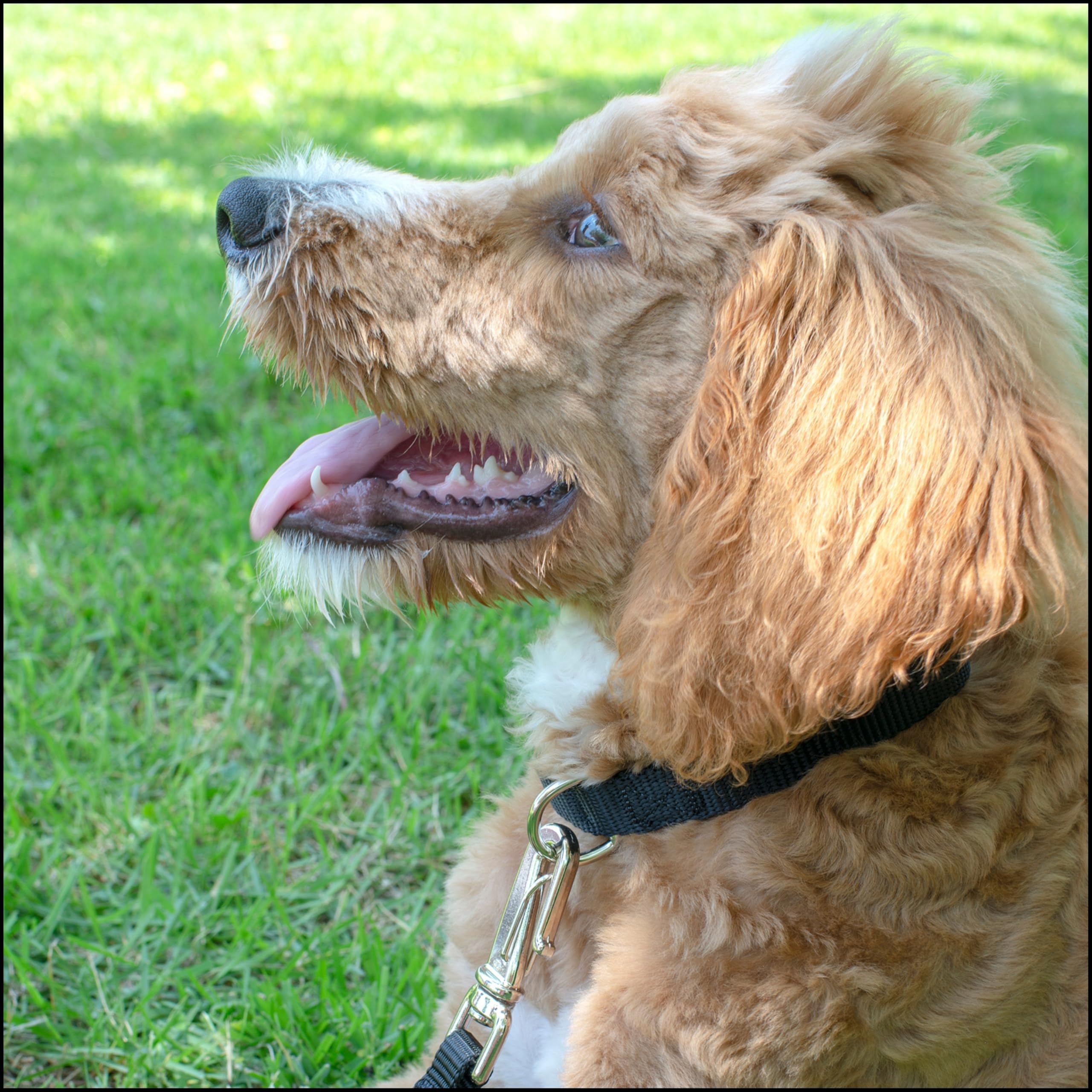 Country Brook Petz collar buckle close-up highlights easy on-off with metal quick-release