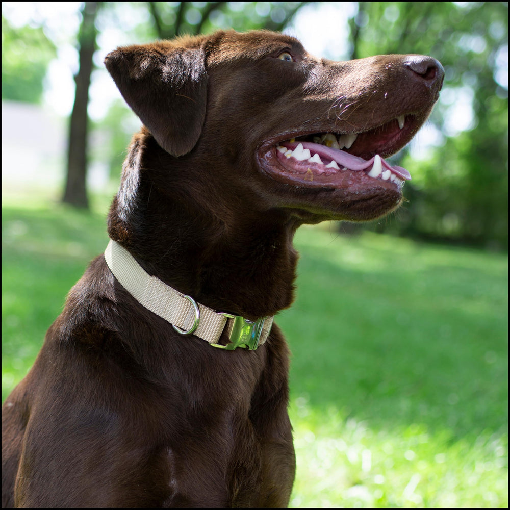 Country Brook Petz nylon webbing close-up highlighting strength and comfort