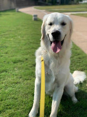Country Brook Petz everyday leash 6ft in vibrant color options for control