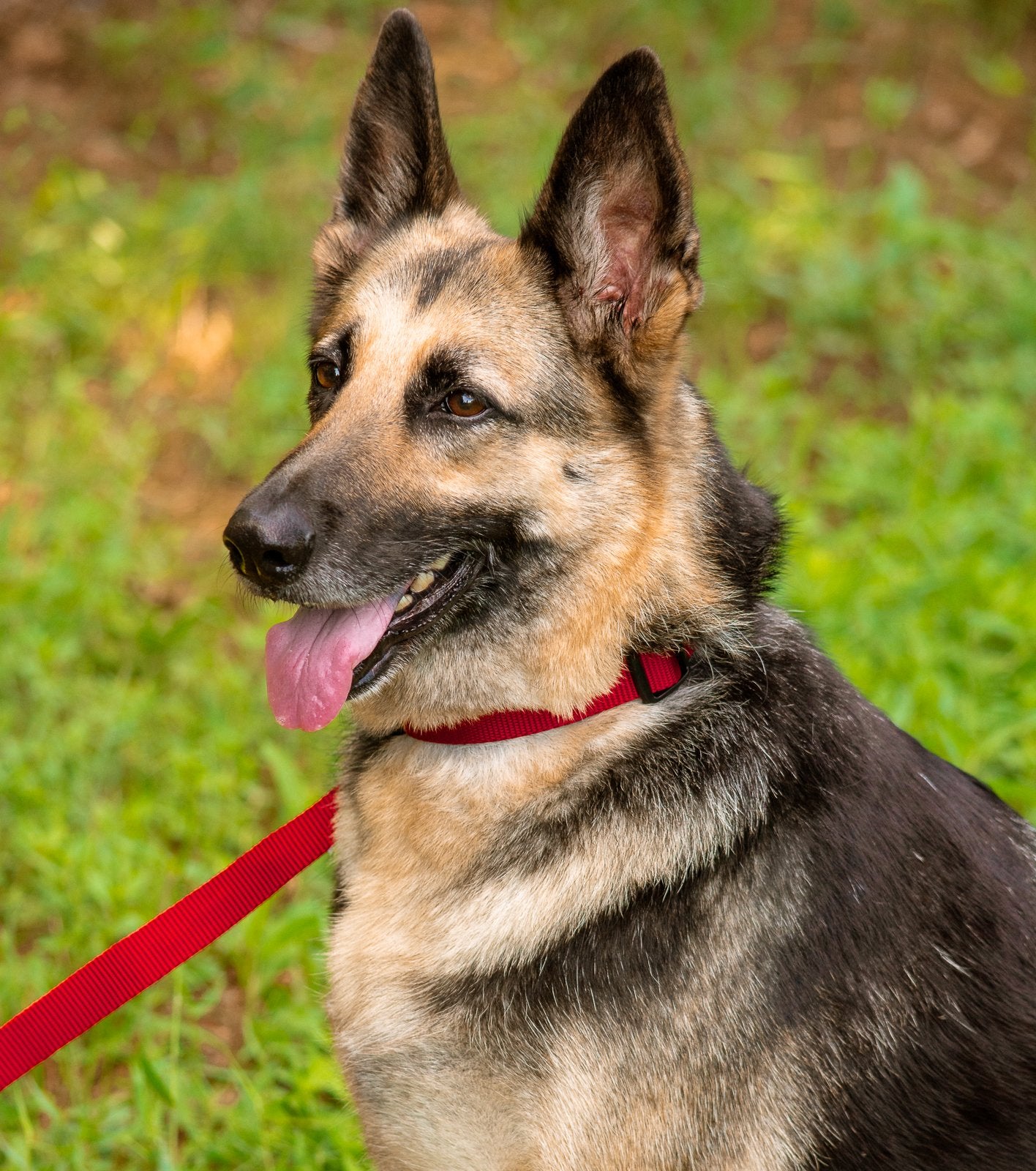 Country Brook Petz Everyday Nylon Dog Leash—durable hardware supports long-lasting adventures