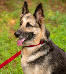 Country Brook Petz Everyday Nylon Dog Leash—durable hardware supports long-lasting adventures