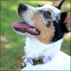 Country Brook Petz metal buckle detail for secure closure and comfort.