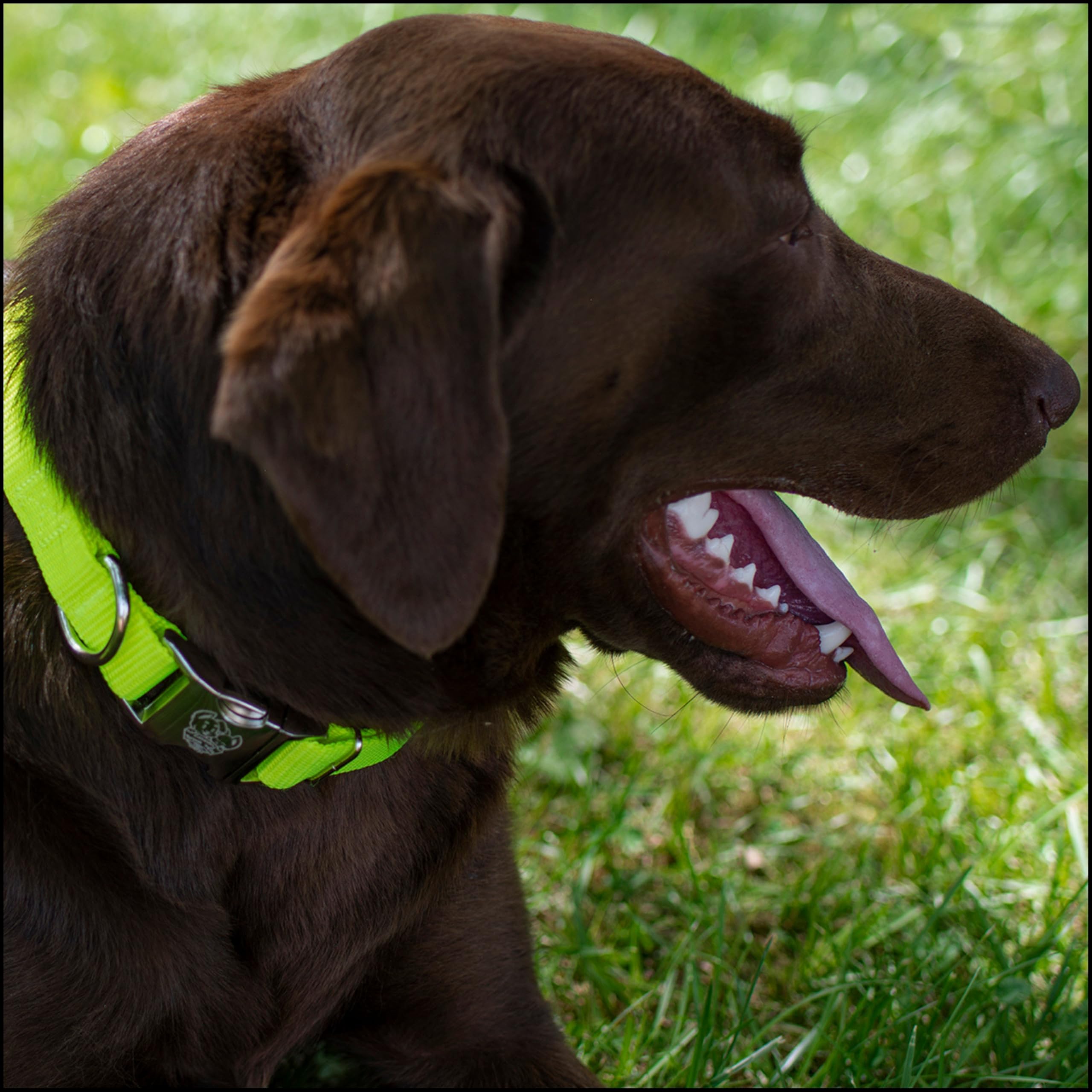 Country Brook Petz 1-inch collar with metal buckle and quick-release for easy on/off.