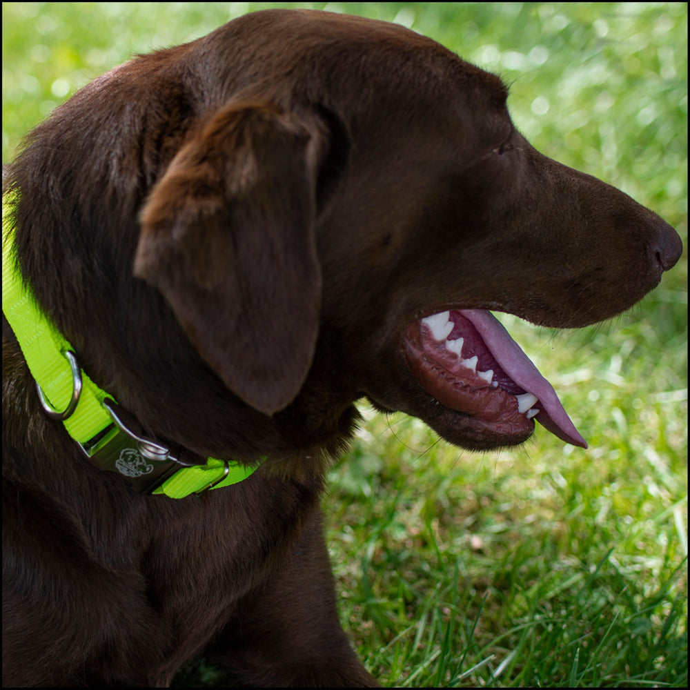 Country Brook Petz 1-inch collar with metal buckle and quick-release for easy on/off.