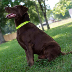Country Brook Petz nylon dog collar with welded D-rings for secure tag and leash attachment.