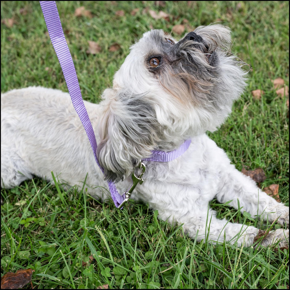 Country Brook Petz welded D-ring attachment for durable tag and leash connections.