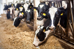 Country Vet AMREP automatic dispenser for hands-free insect control in barns