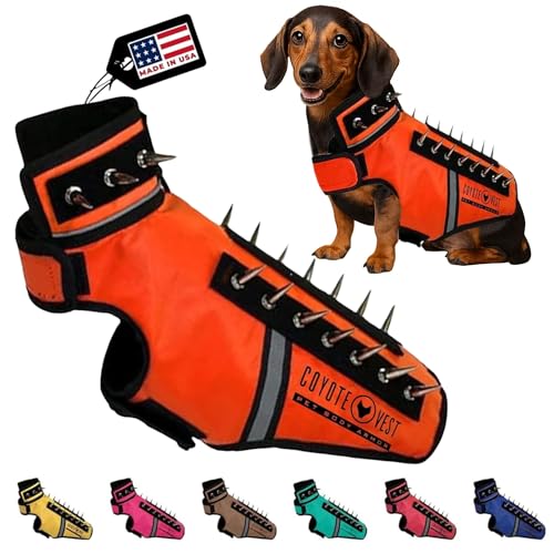 CoyoteVest SpikeVest XXS fluorescent orange on a small dog boosts visibility and deterrence.