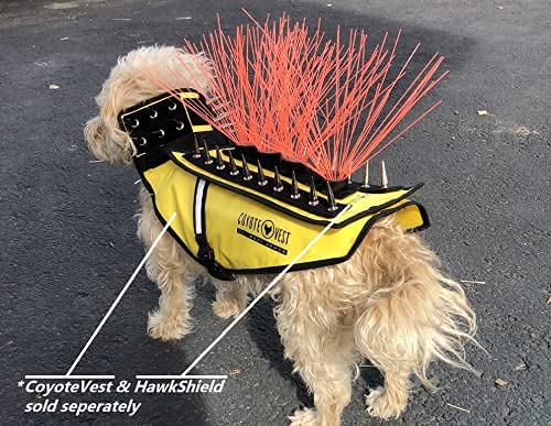 CoyoteWhiskers blue neon visibility enhances outdoor safety during dusk or dawn.
