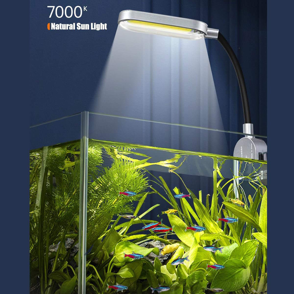 Craftsboys 1.5-gallon tank dimensions help plan compact layouts