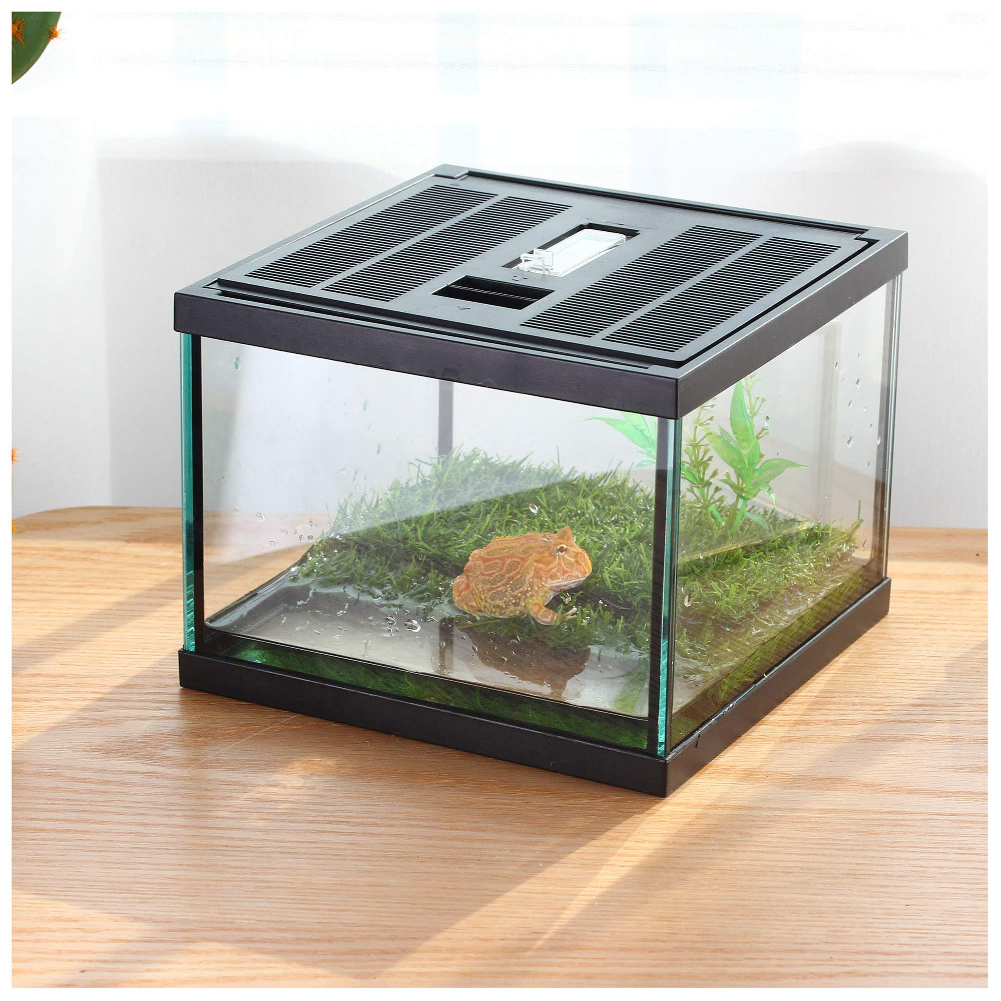Crapelles desk-friendly terrarium supports pet companionship in compact 1.4-gallon enclosure