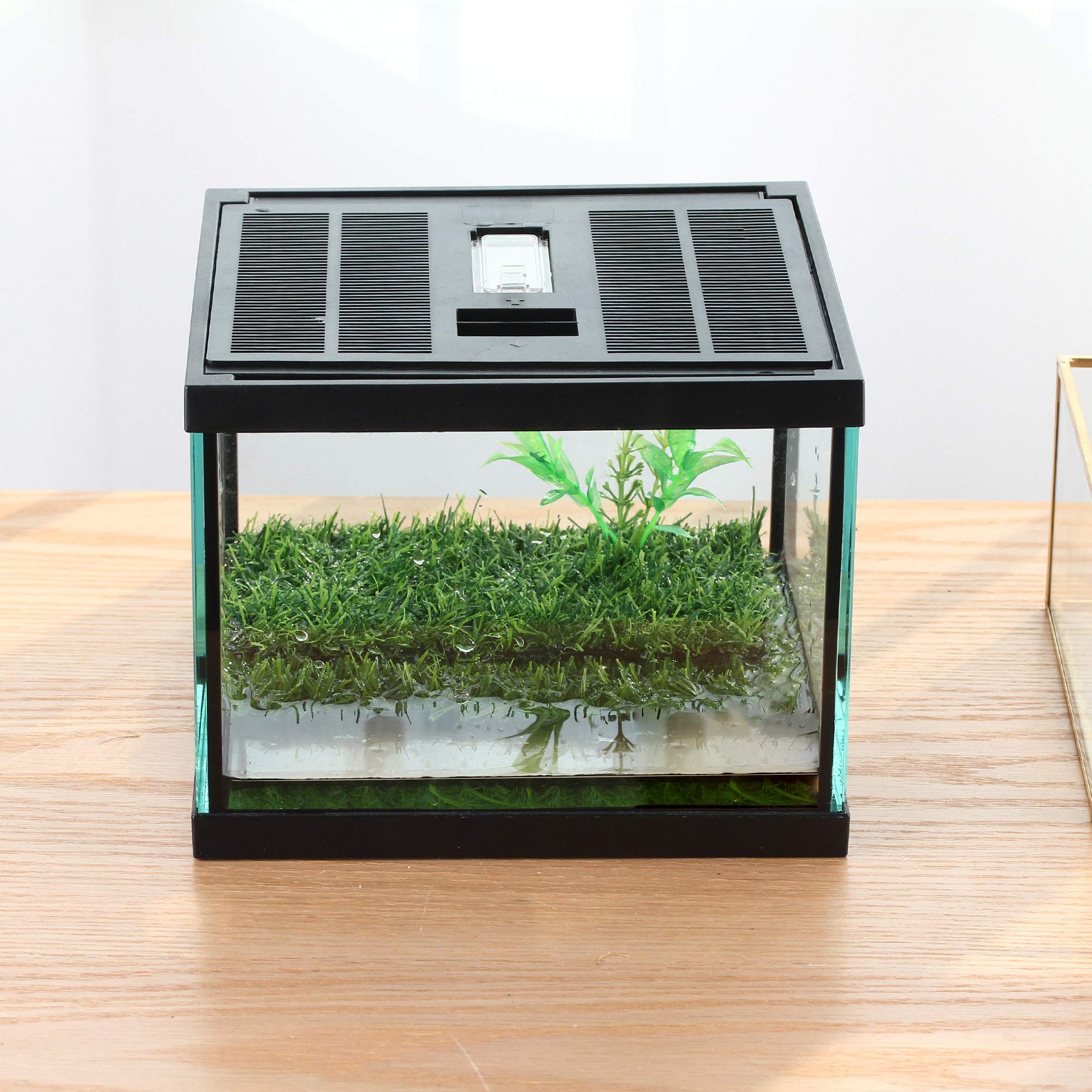 Crapelles small glass frog terrarium kit front view for desktop display and easy observation