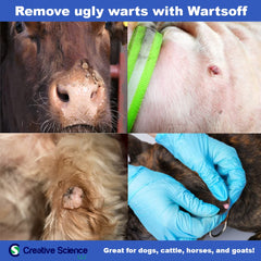 Creative Science Warts Off applied to horse wart areas during gentle care.