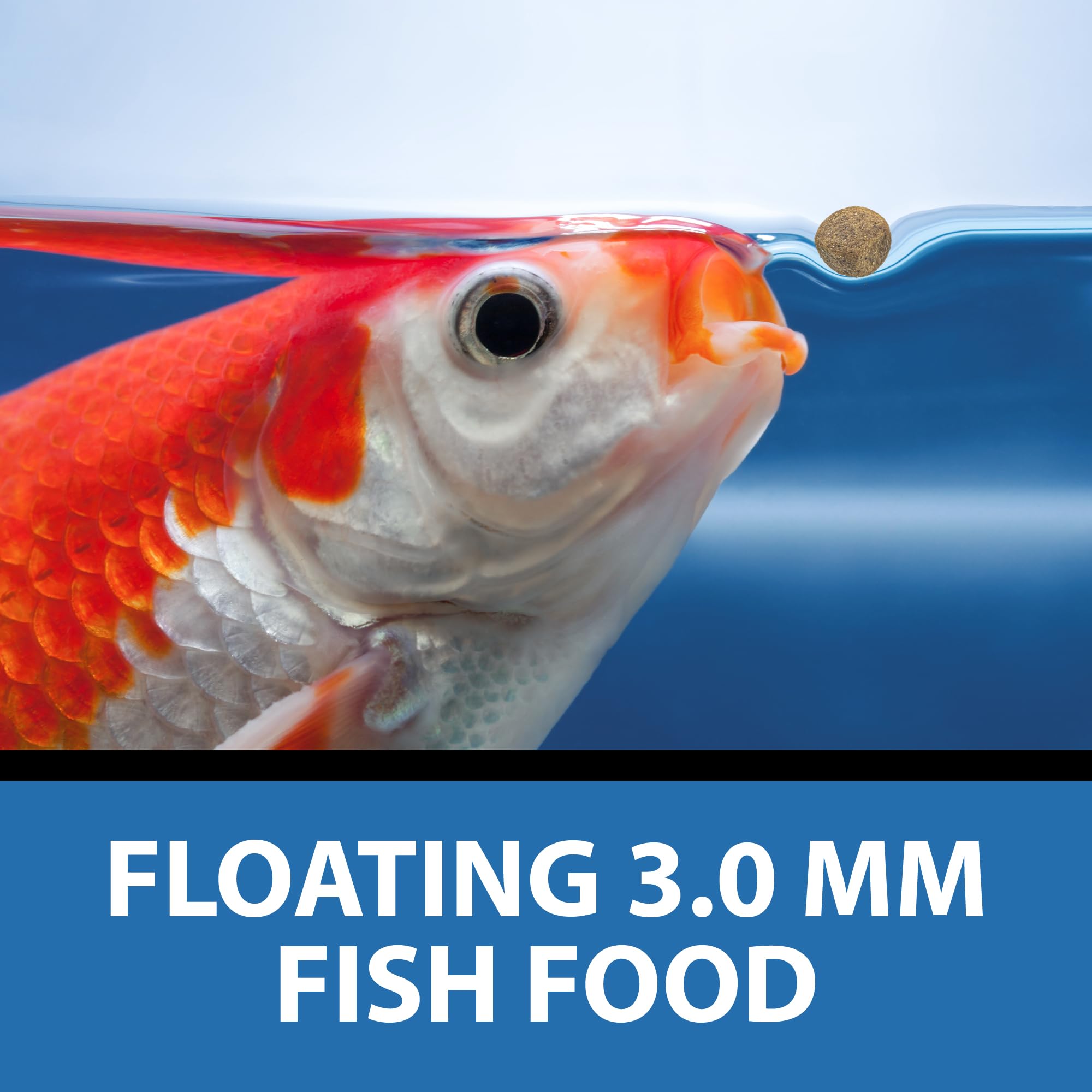 CrystalClear Staple pond fish feeding daily routine.