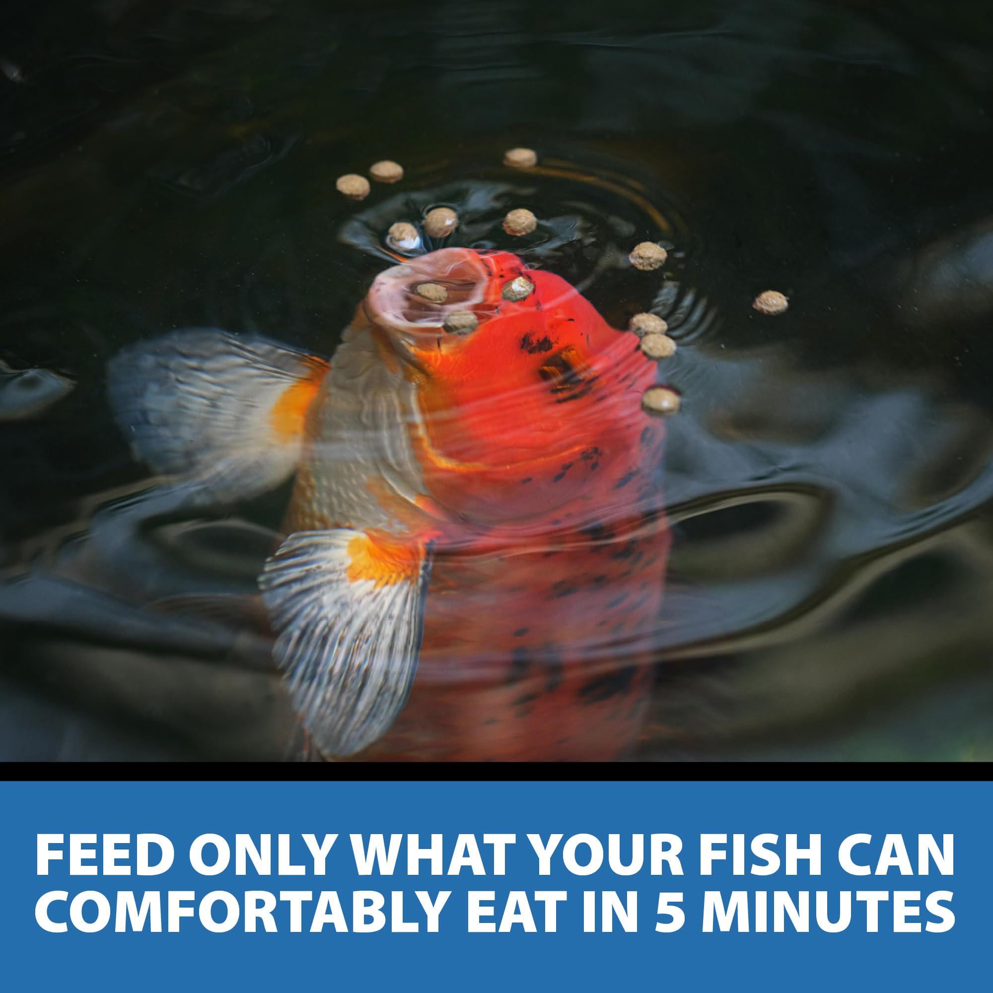 CrystalClear Staple summer pond feeding for active fish.