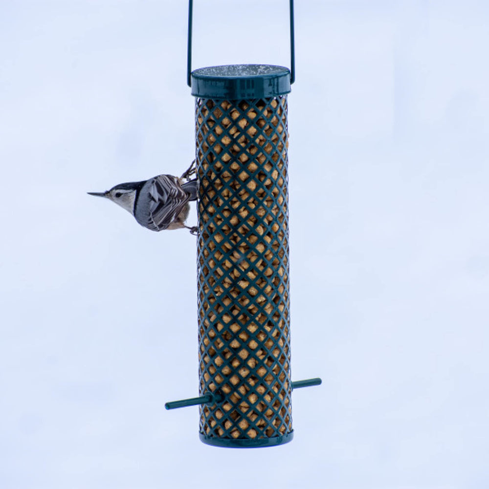 C&S Sunflower Suet Nuggets on a platform feeder demonstrate no-melt, mess-free feeding.
