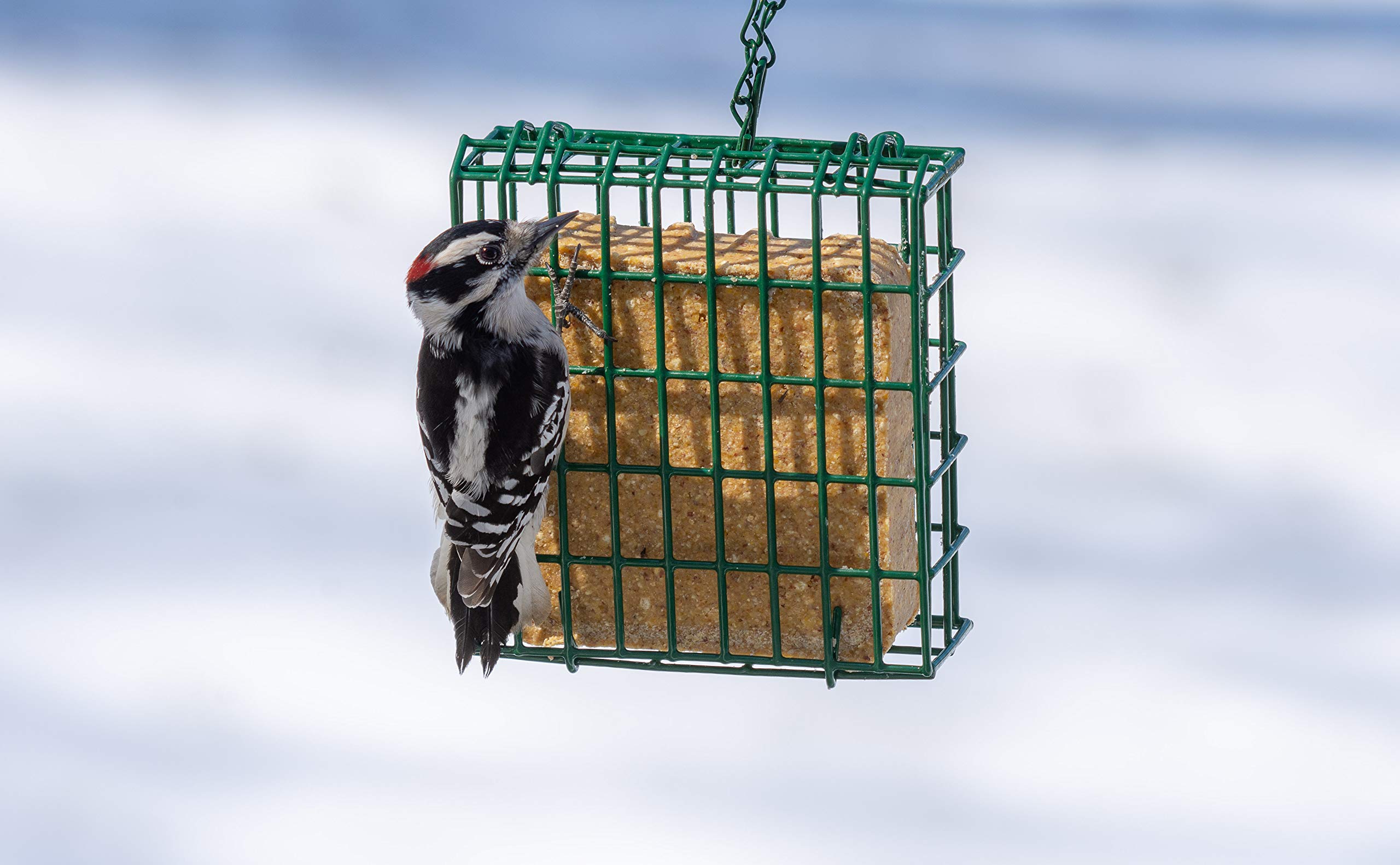 C&S Woodpecker Delight 11.75 oz cake in a pack for ongoing feeding.